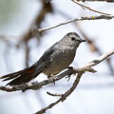 Gray-catbird
