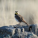 Horned-Lark-1