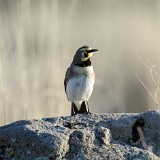 Horned-Lark-2