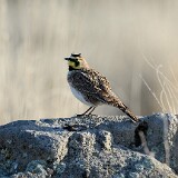 Horned-Lark