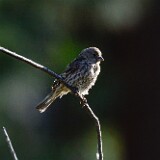 House-finch-female
