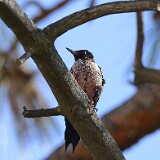 Lewis's-Woodpecker-1