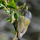Nashville-warbler-1