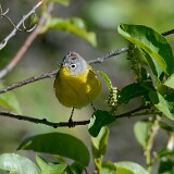 Nashville-warbler-2
