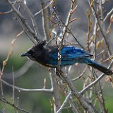 Steller's-Jay