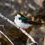 Violet-green-Swallow-1