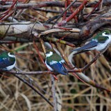 Violet-green-Swallow-2