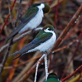 Violet-green-Swallow