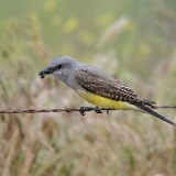 Western-kingbird-1