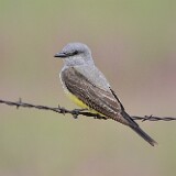 Western-kingbird-2