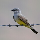 Western-kingbird