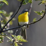Yellow-breasted-Chat-2
