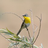 Yellow-breasted-Chat-4
