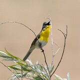 Yellow-breasted-Chat-6