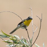 Yellow-breasted-Chat-7