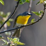 Yellow-breasted-Chat