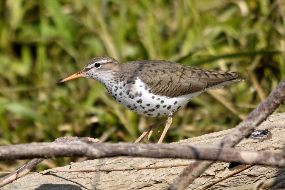 Spotted-Sandpiper