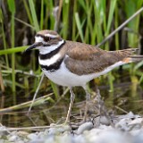 Killdeer