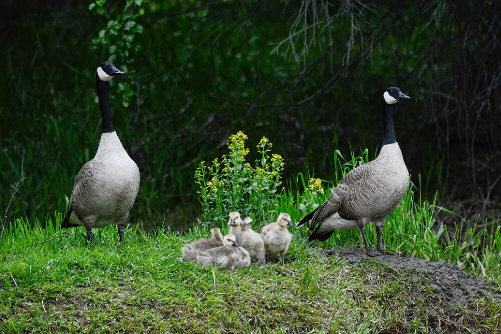 Canada-Geese-2