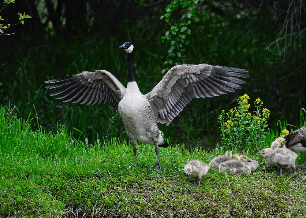 Canada-Geese-3