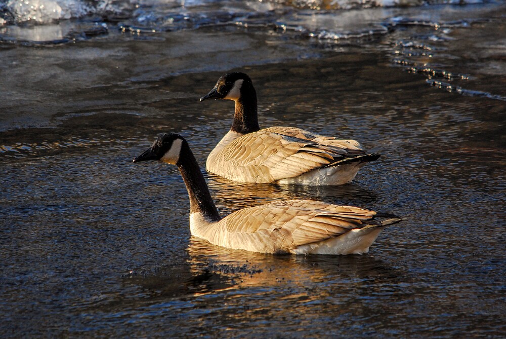 Canada-Geese-4