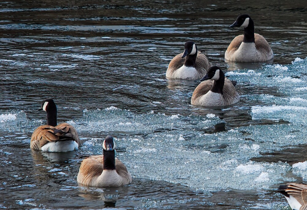 Canada-Geese-5