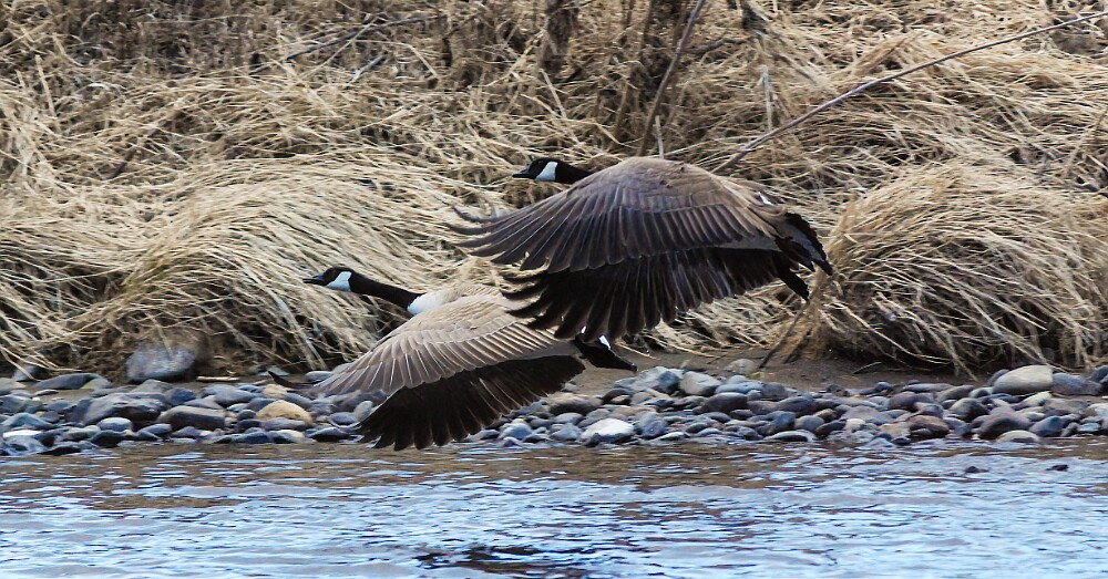 Canada-Geese-6