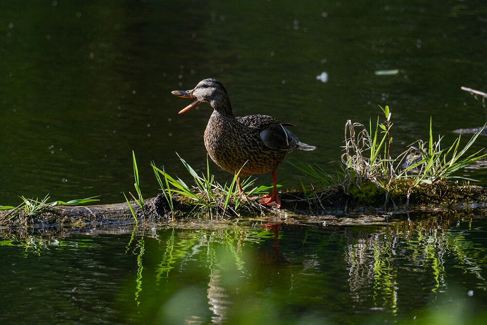 Mallard-hen