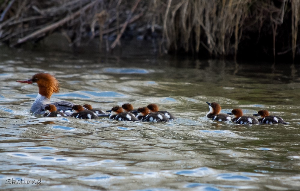 Mergansers