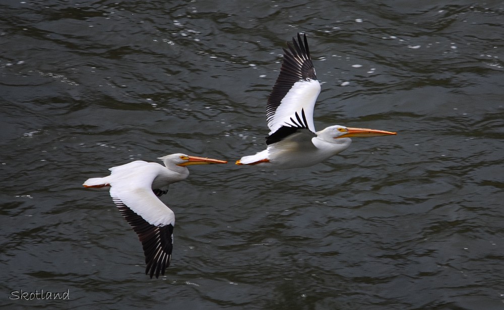 Pelicans-1