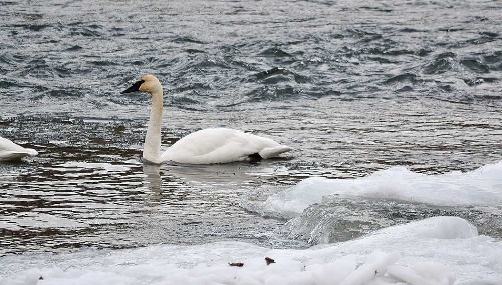 Trumpeter-Swan-1