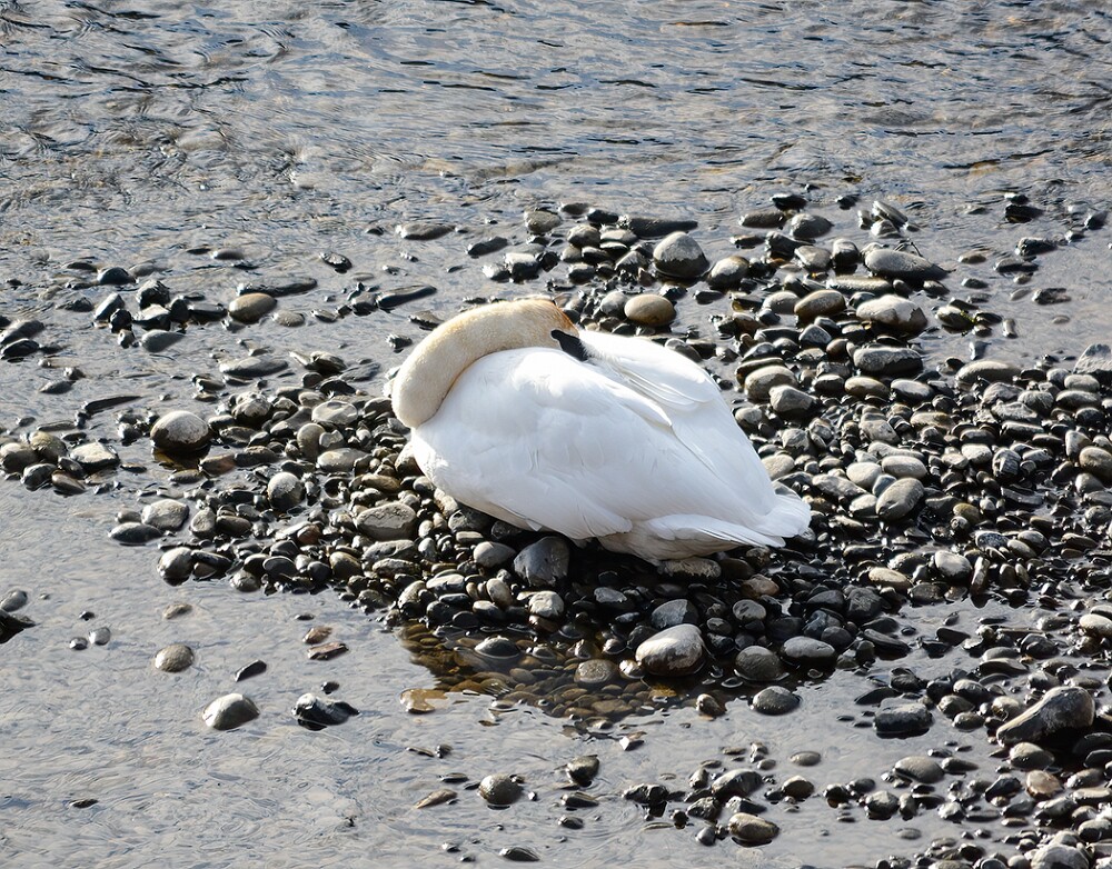 Trumpeter-Swan-2