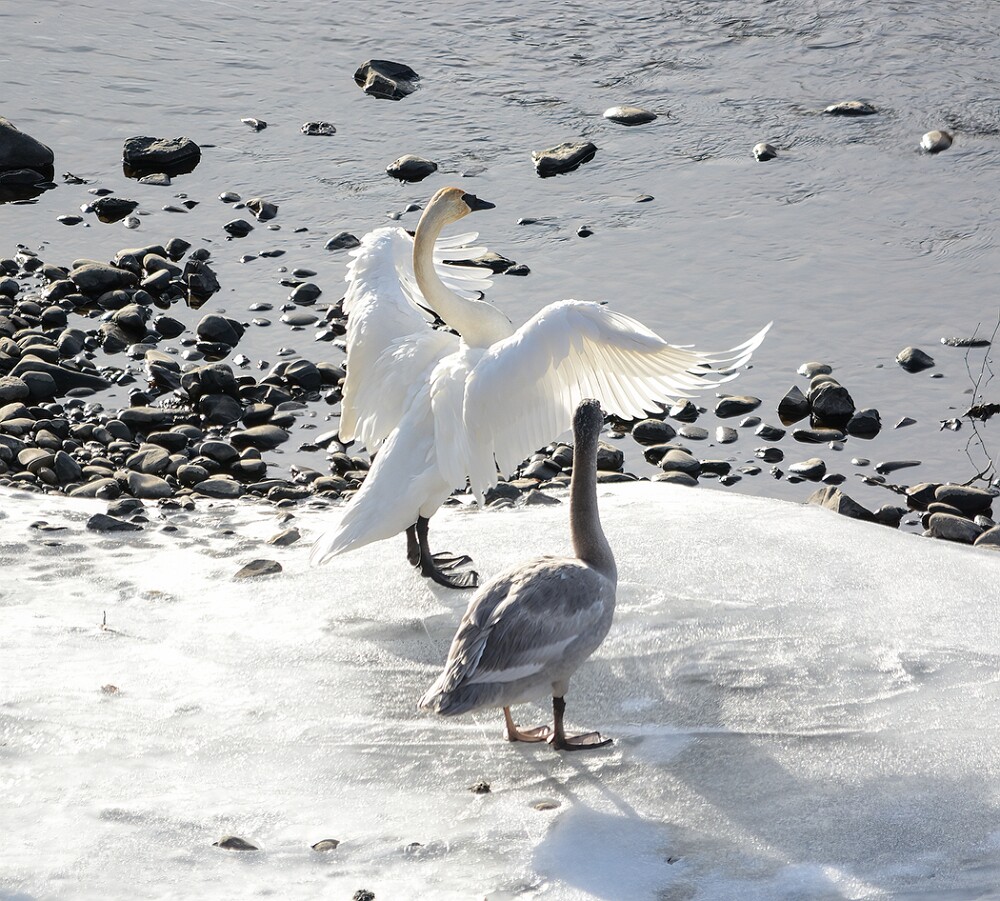 Trumpeter-Swans-2