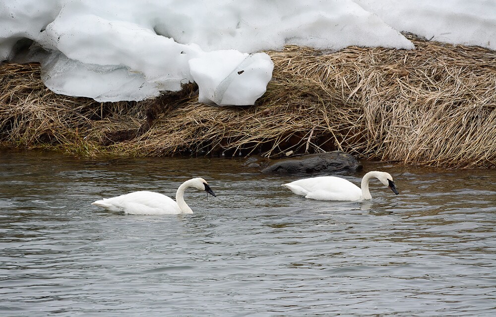 Trumpeter-Swans-3