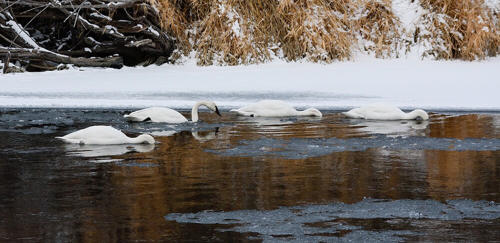 Trumpeter-Swans-4