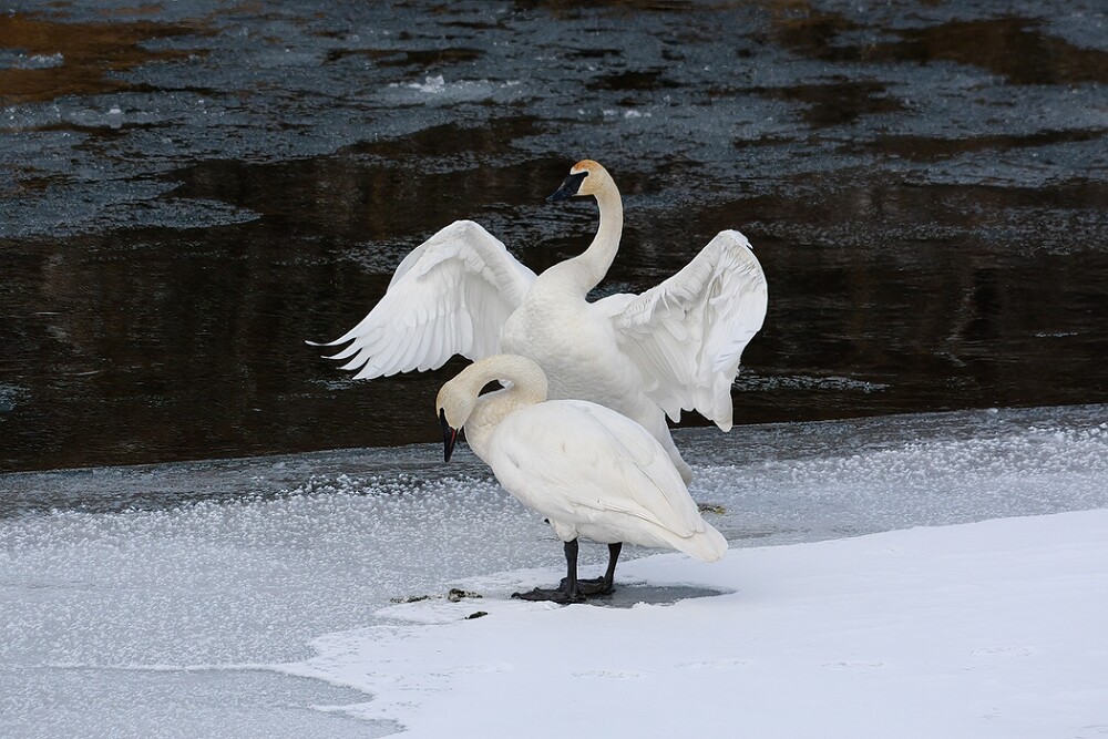 Trumpeter-Swans