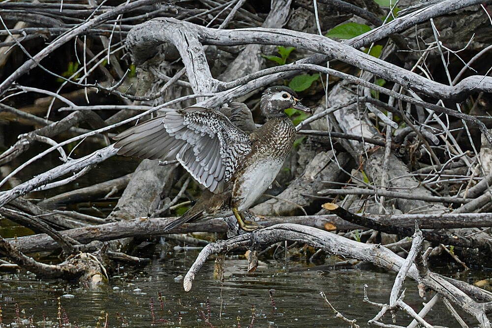 Wood-duck-1
