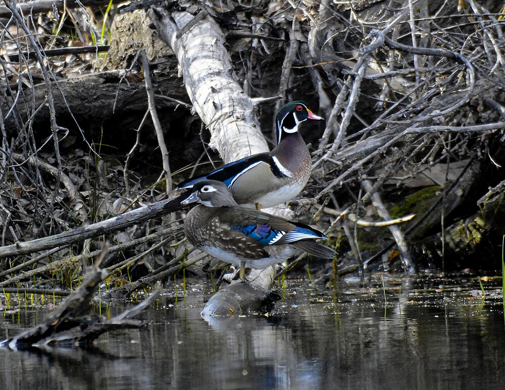 Wood-ducks-1