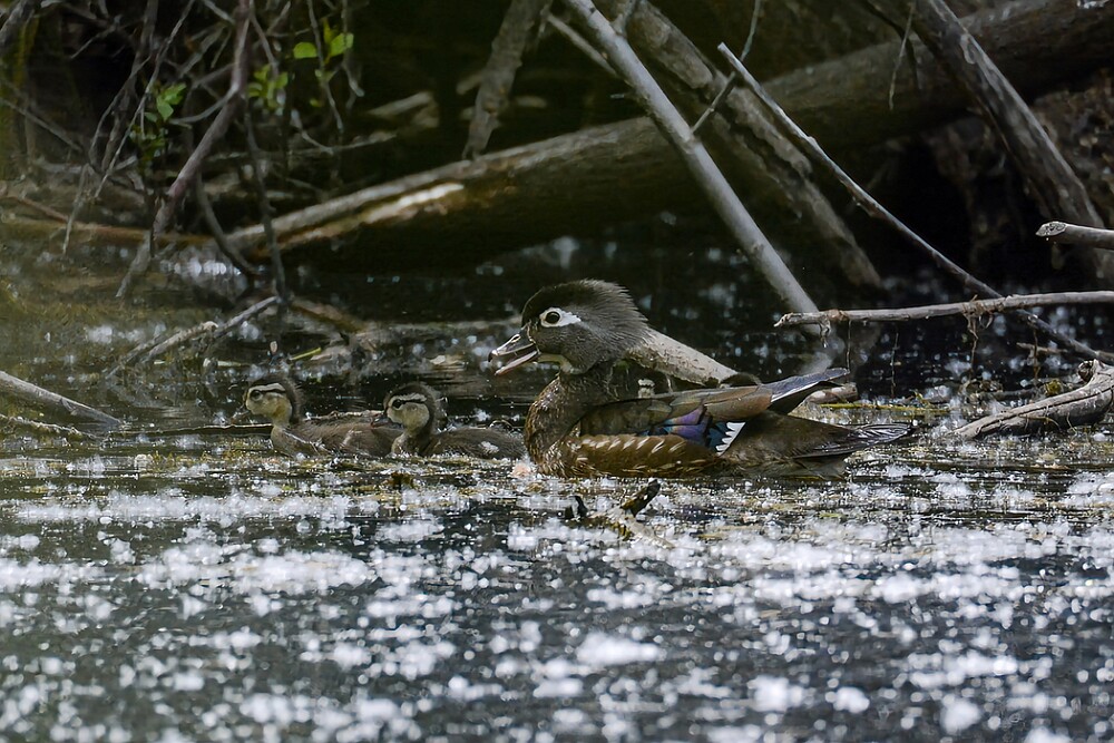 Wood-ducks-2