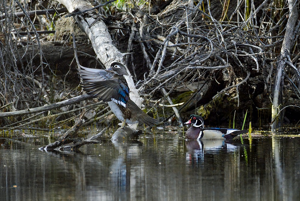 Wood-ducks