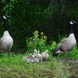 Canada-Geese-2