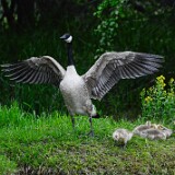 Canada-Geese-3