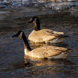 Canada-Geese-4