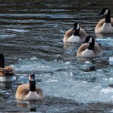 Canada-Geese-5