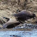 Canada-Geese-6