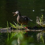 Mallard-hen