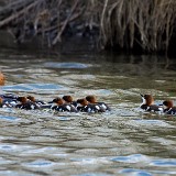 Mergansers