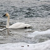 Trumpeter-Swan-1