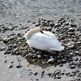 Trumpeter-Swan-2