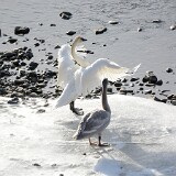 Trumpeter-Swans-2